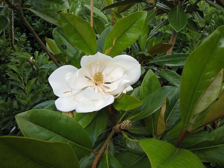 magnolia grandiflora