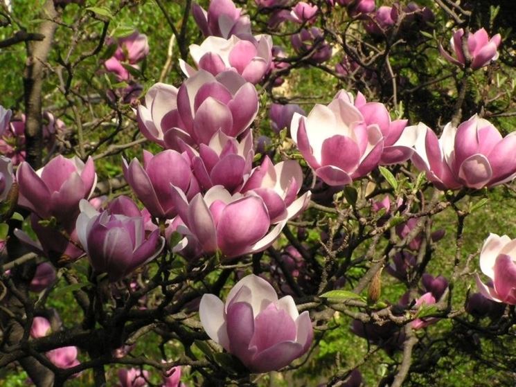 magnolia x soulangeana 