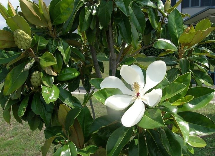 magnolia grandiflora