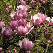 magnolia soulangeana