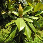 magnolia albero