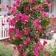 mandevilla