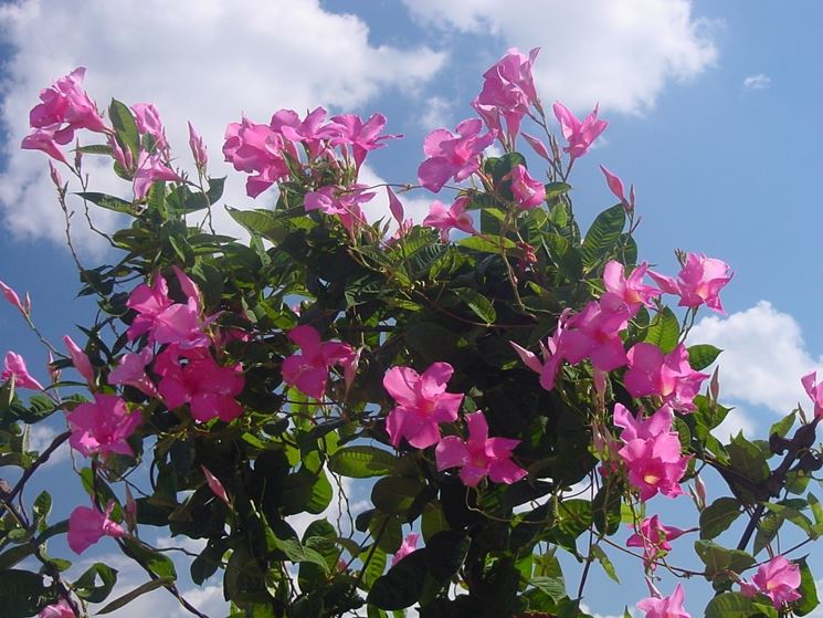 Mandevilla pianta velenosa