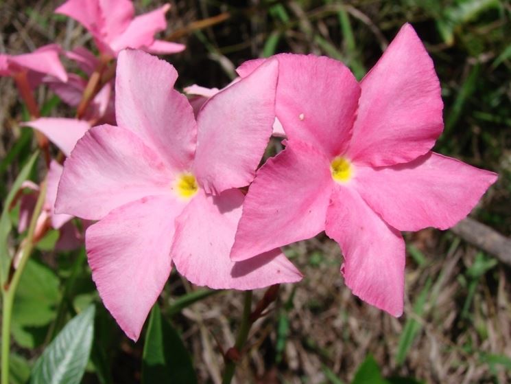 mandevilla rosa