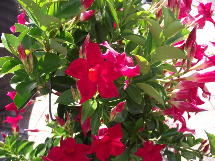 mandevilla rossa