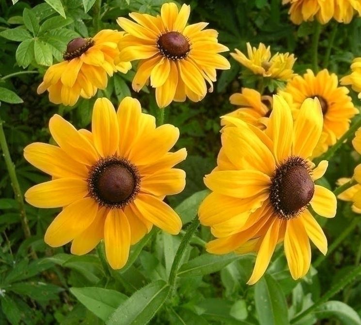 Rudbeckia