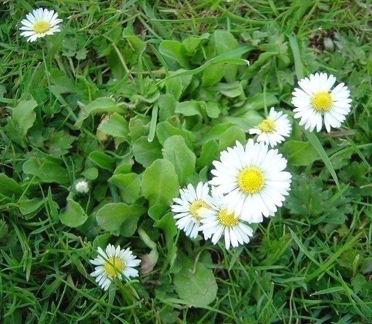 bellis perennis