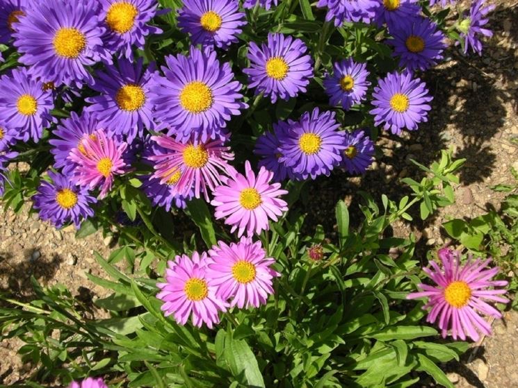 Aster alpinus