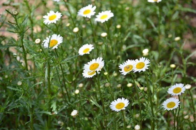 Chrysanthemum leucanthemum