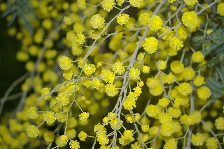 fiori di mimosa dettaglio