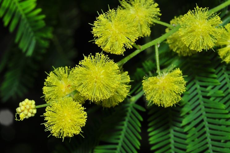 Mimosa