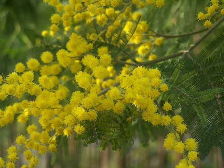 acacia in vaso