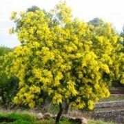 potatura mimosa