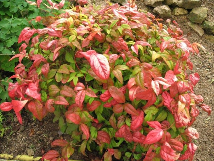 Nandina  