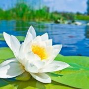 Ninfee m1.jpg Fiori acquatici nomi
