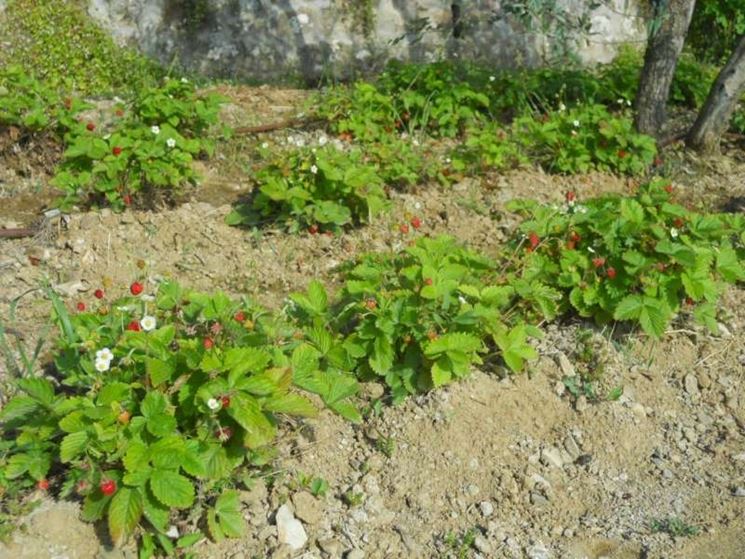 fragoline