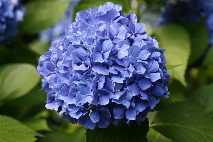 hydrangea-macrophylla