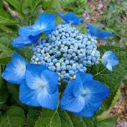 hydrangea macrophylla