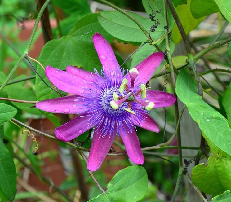 Passiflora