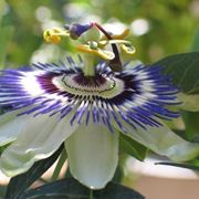 Passiflora fiore