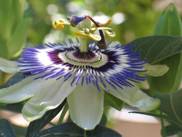 Passiflora fiore