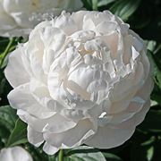 peonia bianca