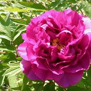 fiore peonia