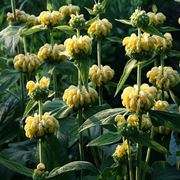 Phlomis 