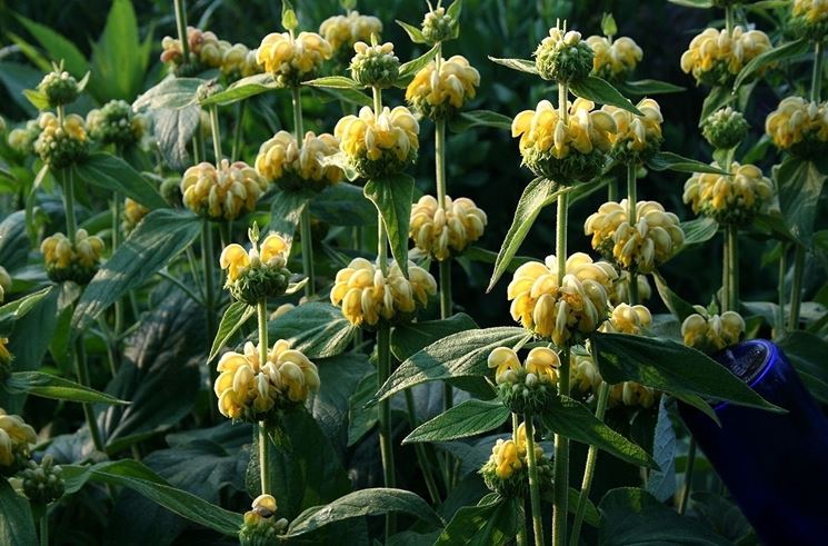 Phlomis