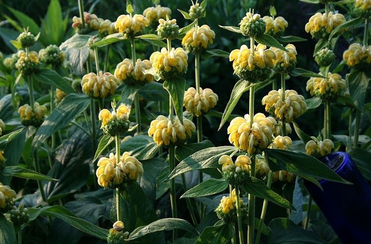 Phlomis 