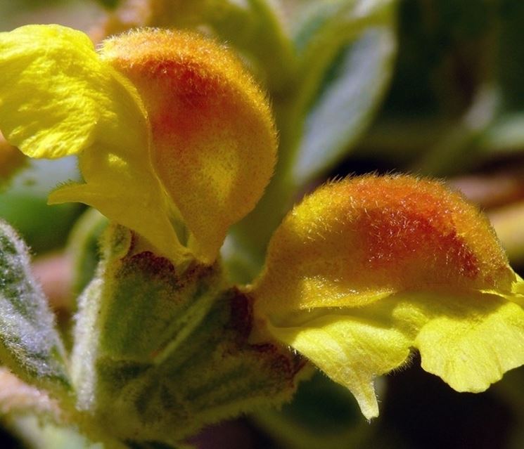 Phlomis 