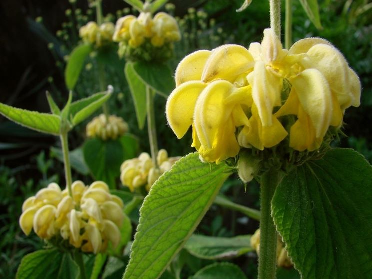 salvia di gerusalemme pianta