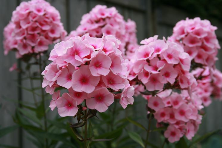 phlox paniculata