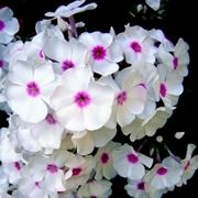 phlox tappezzante