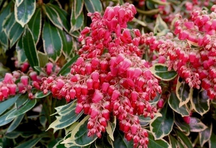 Pieris