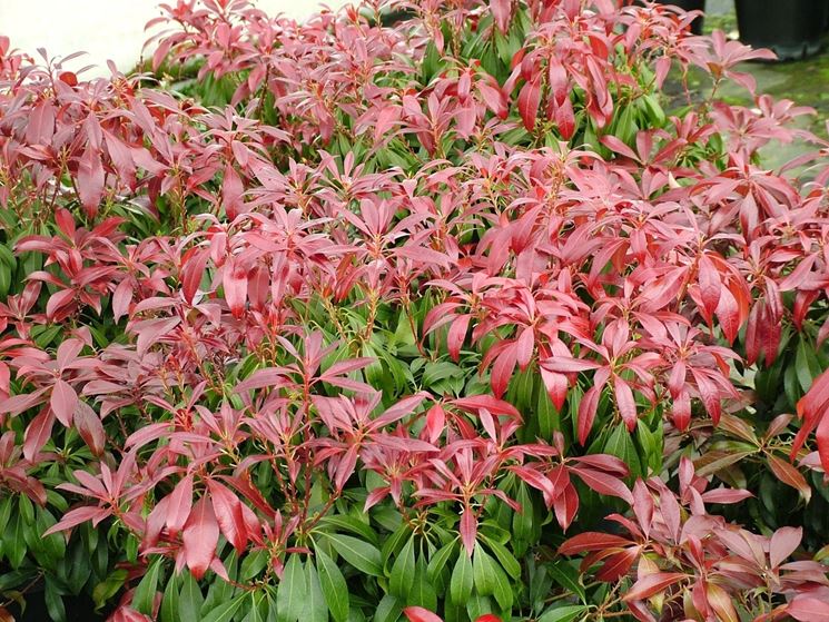 Pieris