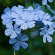 plumbago 