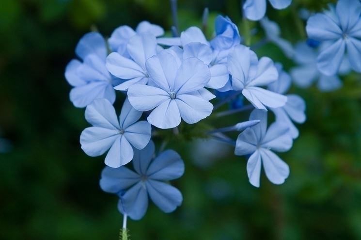 plumbago 