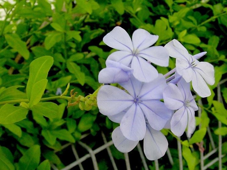 plumbago 