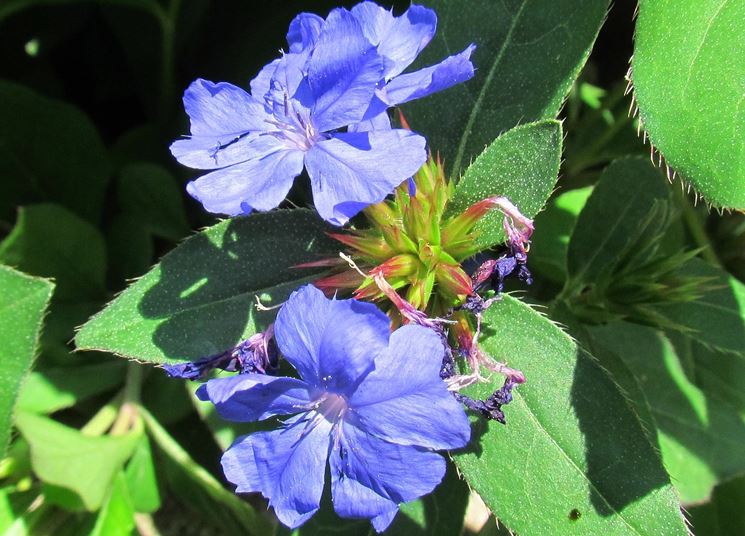 plumbago larpentae