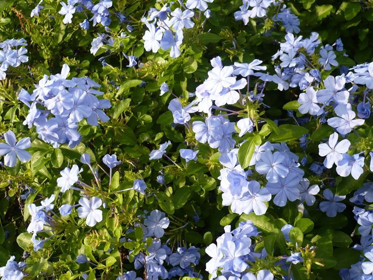 plumbago auriculata