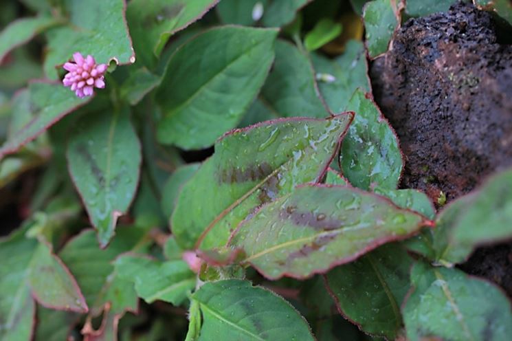 poligonum