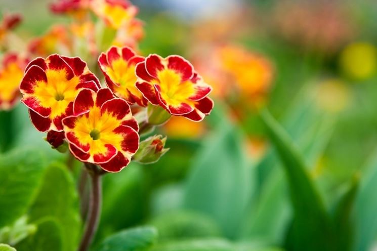 primula 