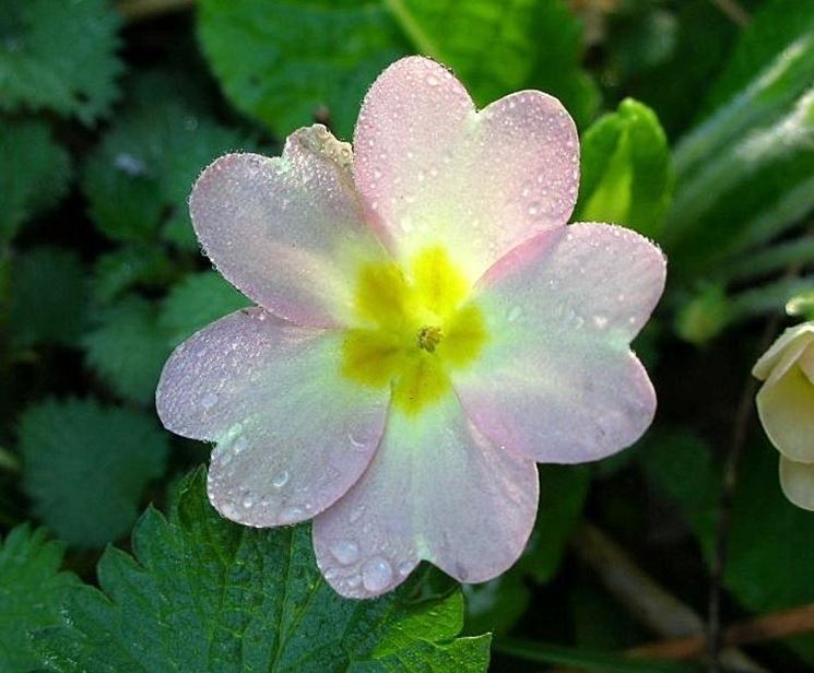 primula rosea