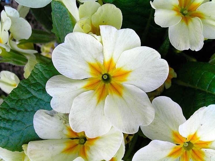 primula bianca