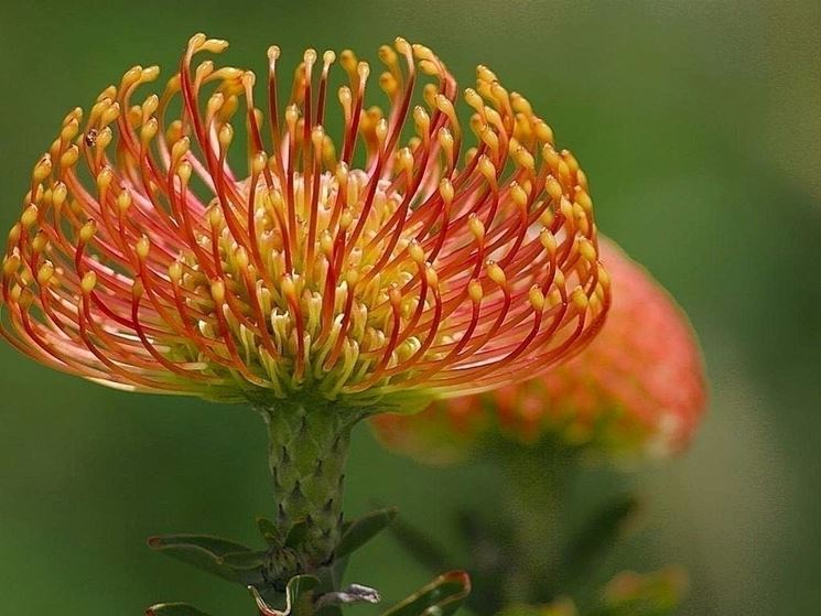 Protea