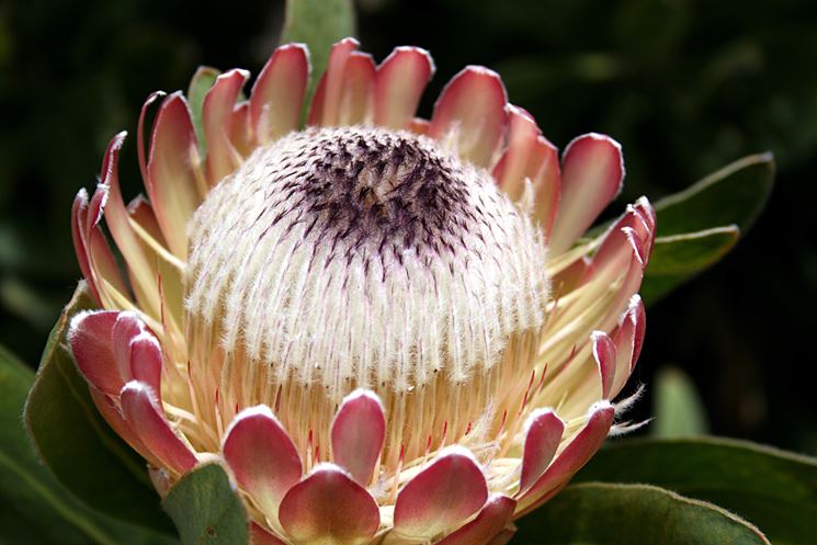 Protea