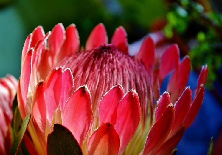 protea