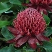 proteaceae