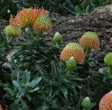 proteaceae